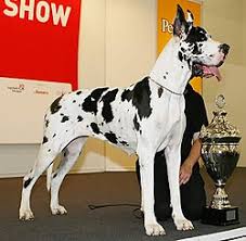 GREAT DANE